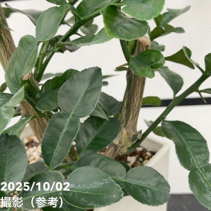 コブミカン(バイマックルー)7号|s200|果樹10-TU