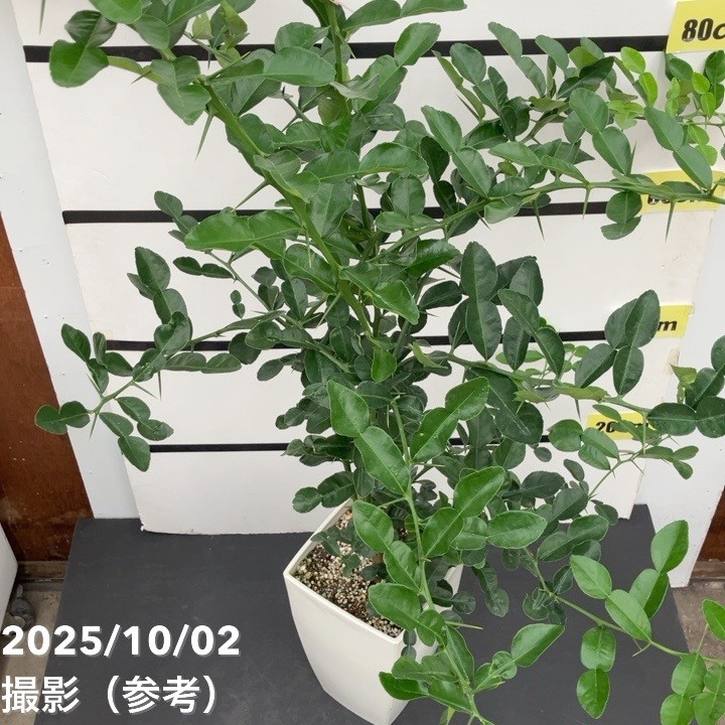 コブミカン　バイマックルー　特大苗木 楽天市場】みかん 苗木 【こぶみかん】 （バイマックルー） 7号