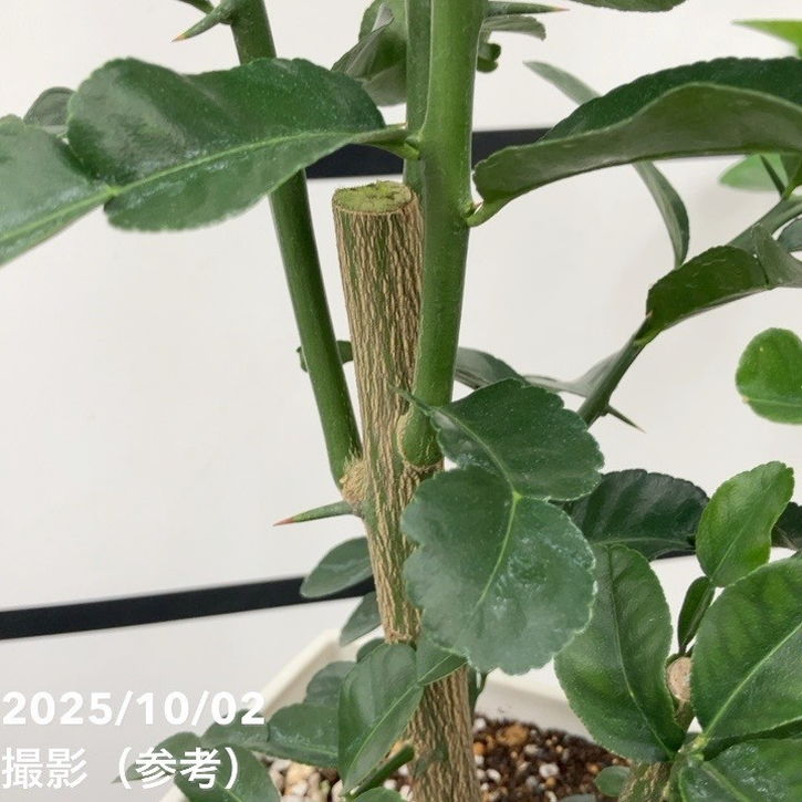 コブミカン(バイマックルー)7号|s200|果樹10-TU