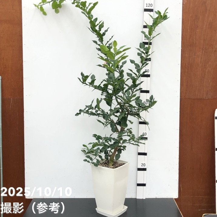 コブミカン（バイマックルー）7号｜s200｜果樹10-TU | 果樹,[珍しい