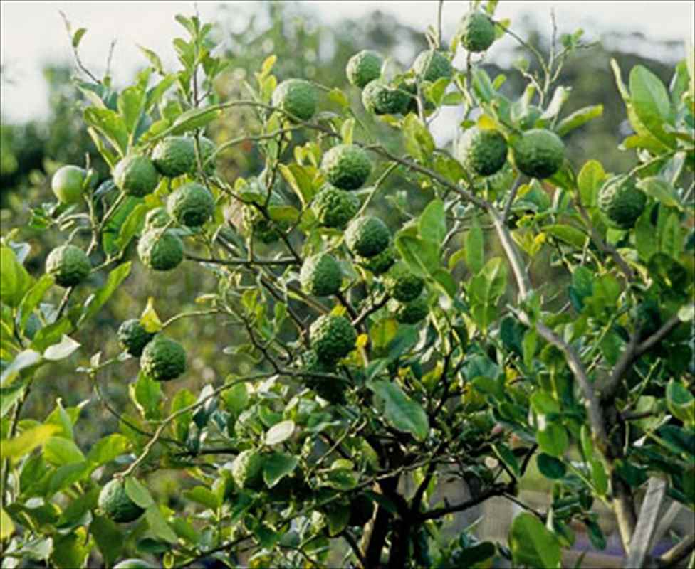 コブミカン(バイマックルー)7号|s200|果樹10-TU