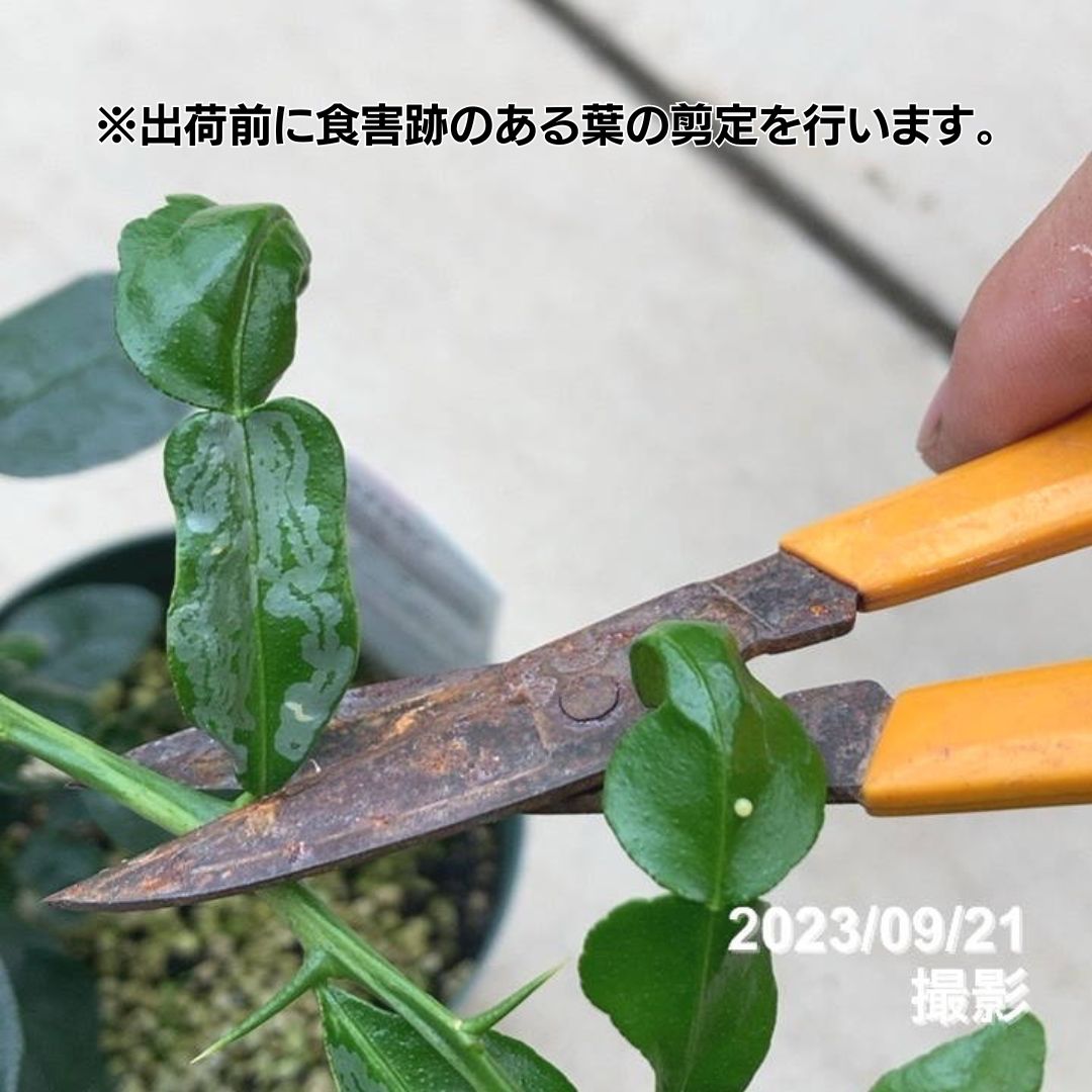 コブミカン(バイマックルー)7号|s200|果樹10-TU