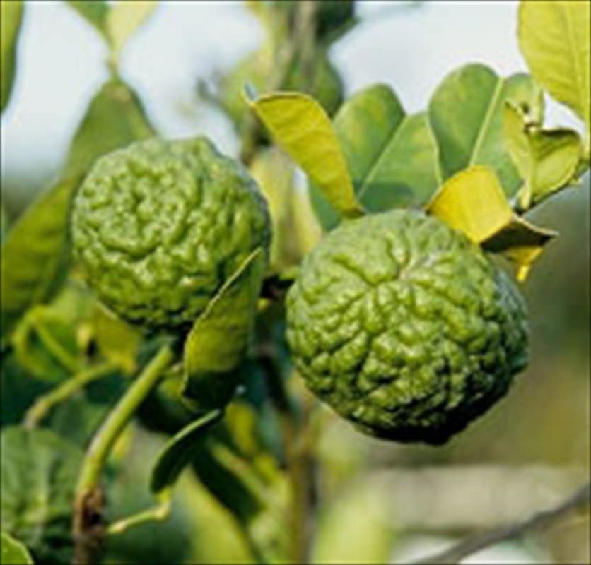 コブミカン(バイマックルー)7号|s200|果樹10-TU