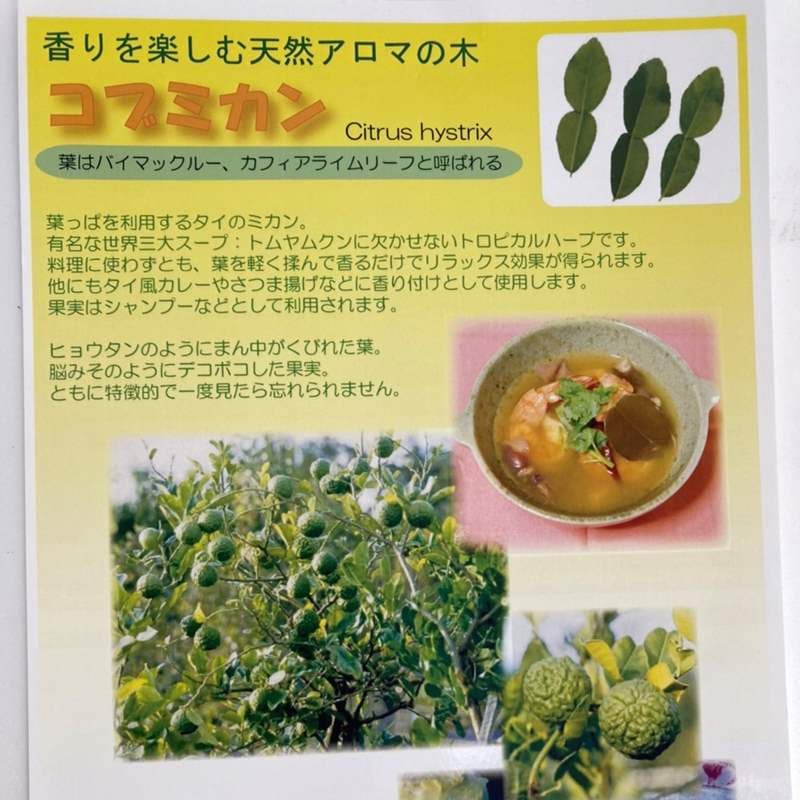 コブミカン(バイマックルー)7号|s200|果樹10-TU