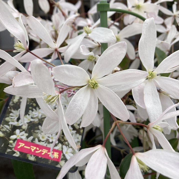 クレマチス　アーマンディ　アップルブロッサム　正規苗② クレマチス・アーマンディ「アップルブロッサム」 ② クレマチス アー