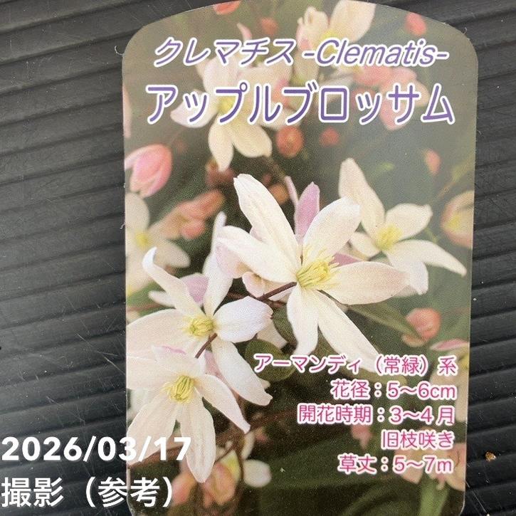 クレマチス アーマンディ系 アップルブロッサム 4号｜草花10-TU | 草花