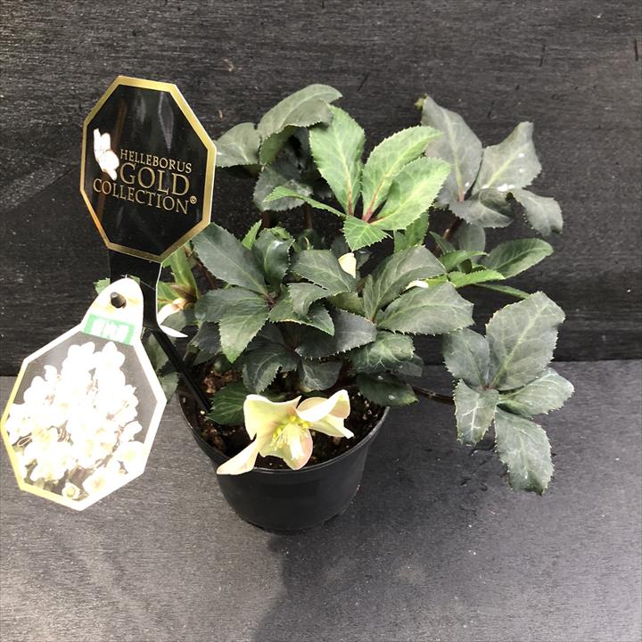 クリスマスローズ 童仙房 HGCシューティングスター 充実の5号株｜山野