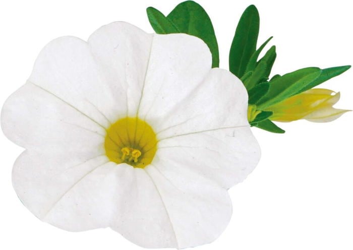 PW スーパーベル ポケット ホワイト 3.5号×3株セット｜草花04-PA