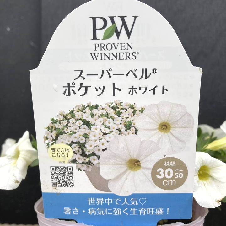 PW スーパーベル ポケット ホワイト 3.5号×3株セット｜草花04-PA