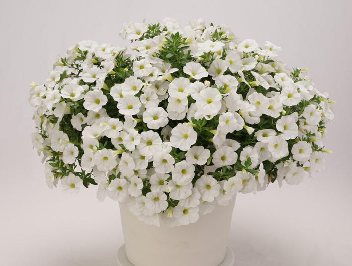 PW スーパーベル ポケット ホワイト 3.5号×3株セット｜草花04-PA