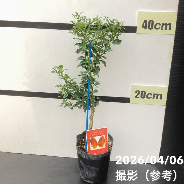フィンガーライム 3.5号 リトルビューティー｜柑橘｜果樹10-TU | 果樹