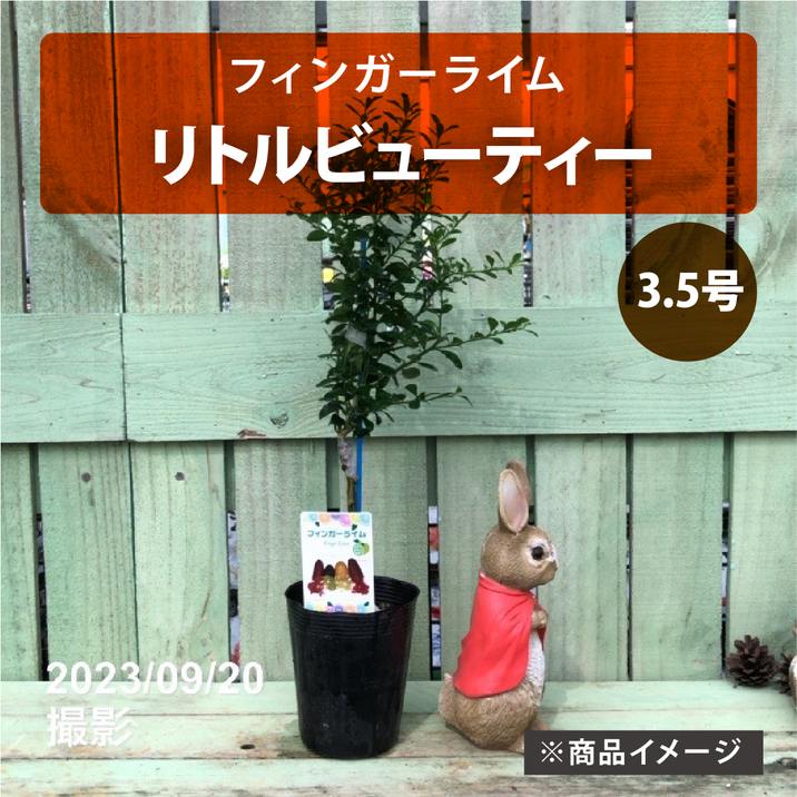 フィンガーライム 3.5号 リトルビューティー｜柑橘｜果樹10-TU