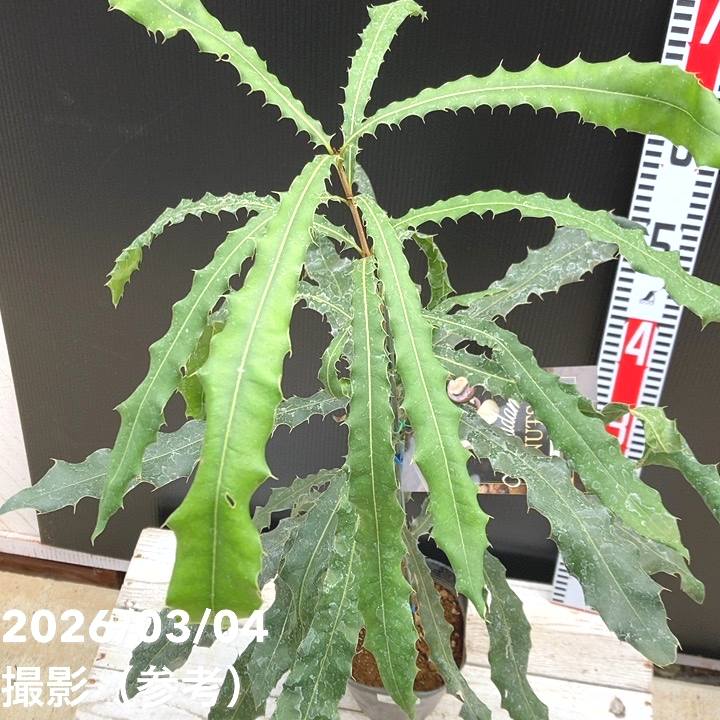 マカダミアナッツ 5号｜果樹04-PA | 果樹,ナッツ類 | 赤塚植物園