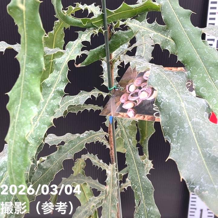 マカダミアナッツ 5号｜果樹04-PA | 果樹,ナッツ類 | 赤塚植物園