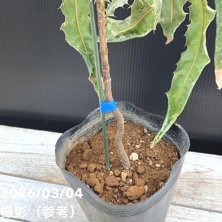 マカダミアナッツ 5号｜果樹04-PA | 果樹,ナッツ類 | 赤塚植物園