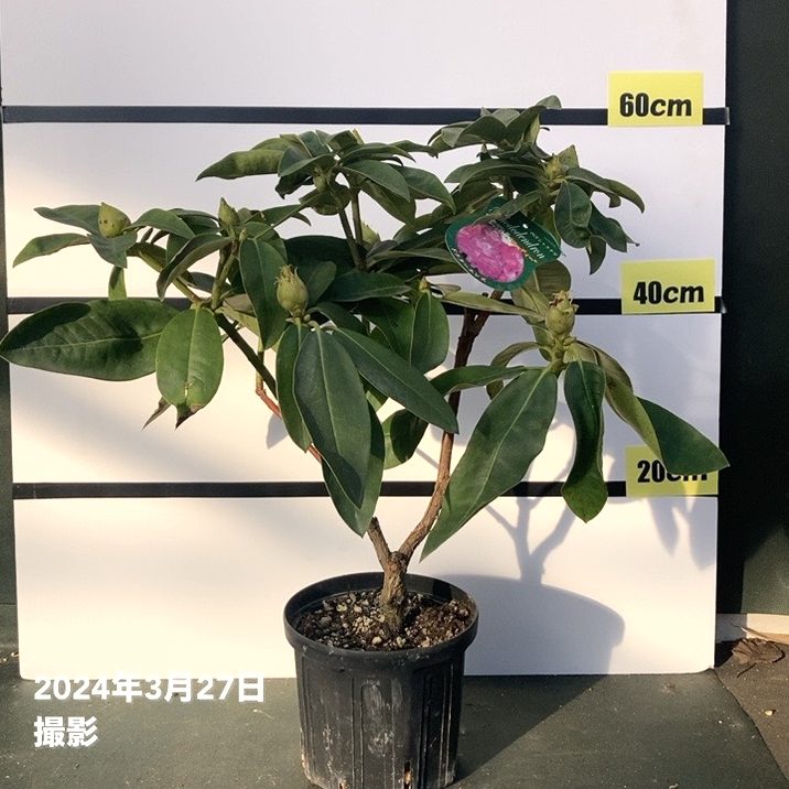 西洋シャクナゲ 6号 ドクターエンズ｜花木03-D3 | 花木・庭木