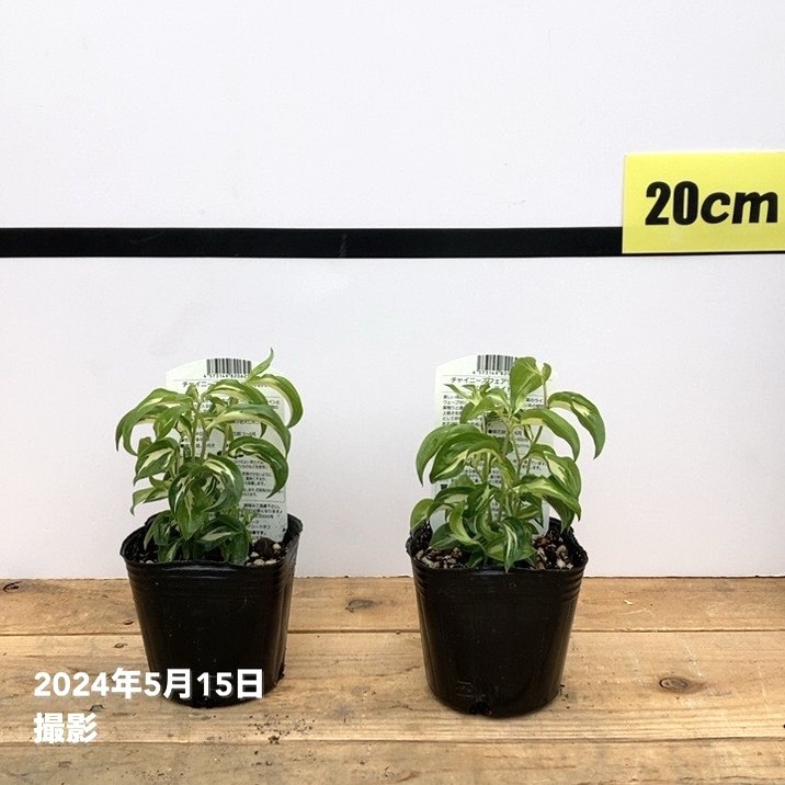 チャイニーズ フェアリーベルズ ムーンライト 3号×2株セット｜草花10