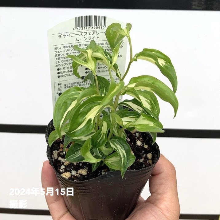 チャイニーズ フェアリーベルズ ムーンライト 3号×2株セット｜草花10