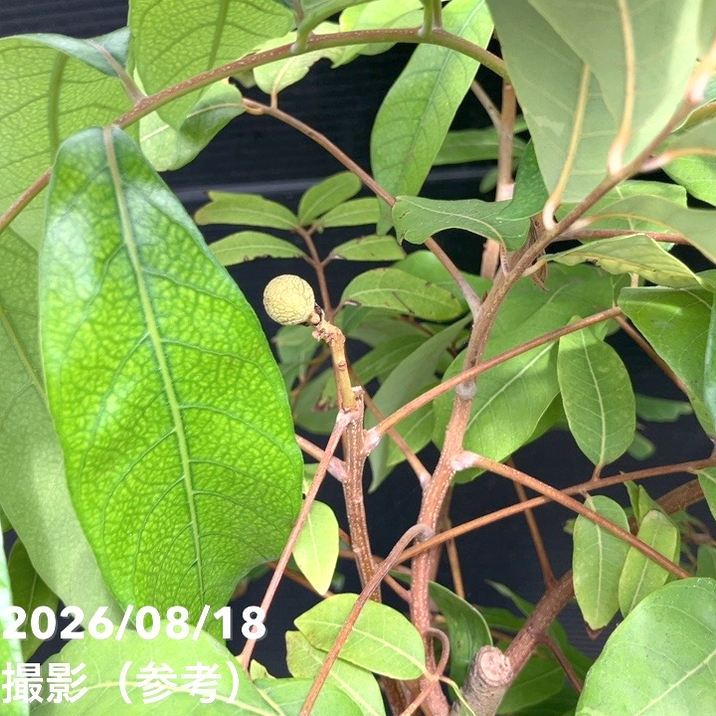 大実ロンガン 大鵜円龍眼（タイウェンリュウガン）7号｜果樹04-PA