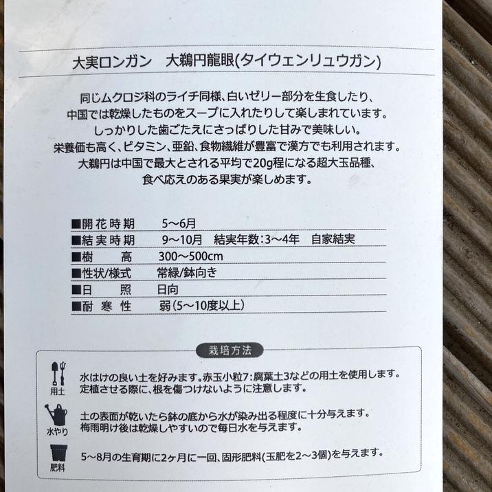 大実ロンガン 大鵜円龍眼（タイウェンリュウガン）7号｜果樹04-PA