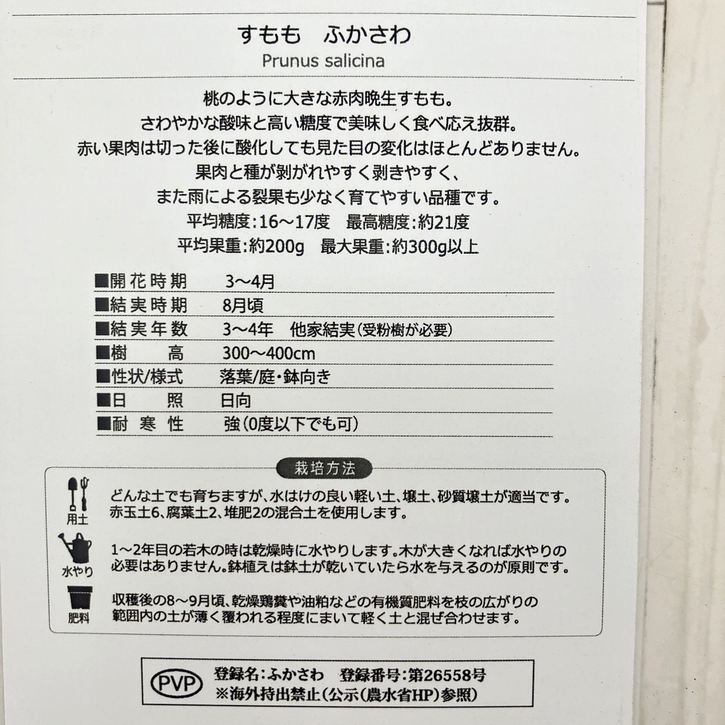 すもも ふさかわ 4号 接木1年生 PVP ｜果樹10-TU | 果樹,プラム 