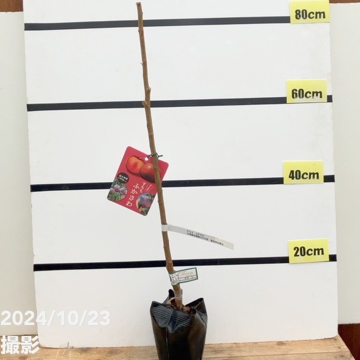 すもも様確認ページ すもも ふかさわ 4号 接木1年生 PVP ｜果樹10-TU | 果樹,プラム
