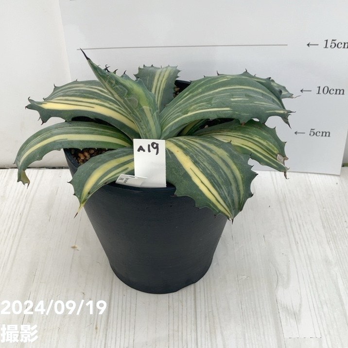 現品お届け】アガベ 5号 赤牙龍 Agave salmiana（A19）｜観葉01-D1