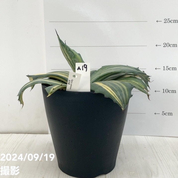 現品お届け】アガベ 5号 赤牙龍 Agave salmiana（A19）｜観葉01-D1