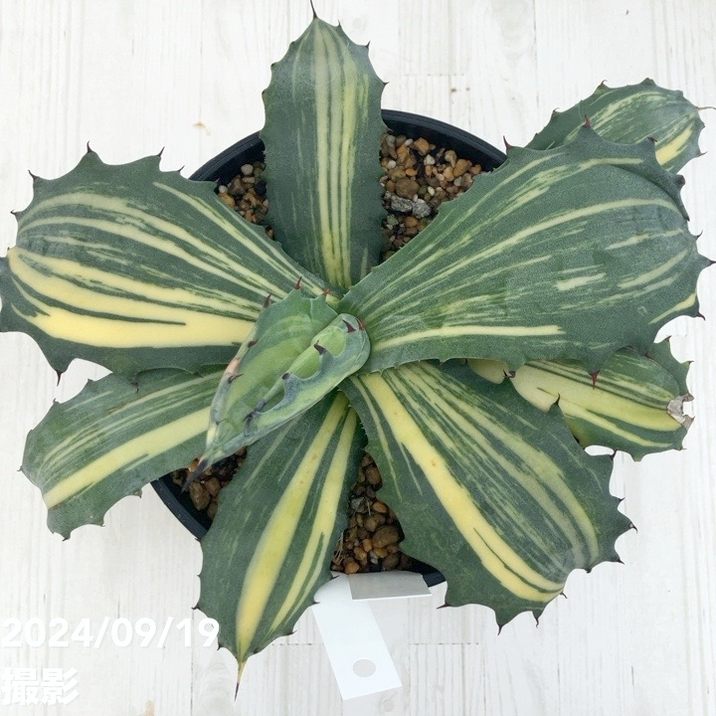 アガベ5 現品お届け】アガベ 5号 赤牙龍 Agave salmiana（A19）｜観葉01-D1