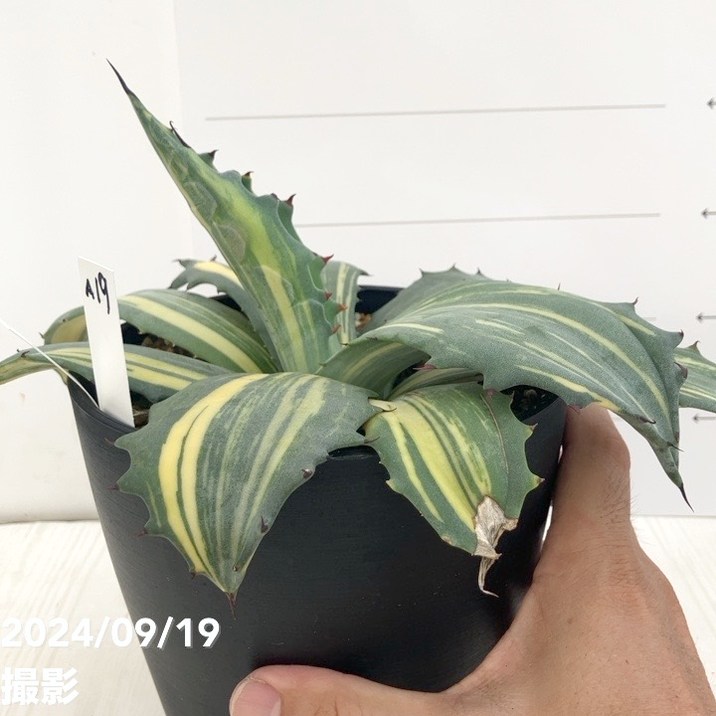アガベ ① 現品お届け】アガベ 5号 赤牙龍 Agave salmiana（A19）｜観葉01-D1