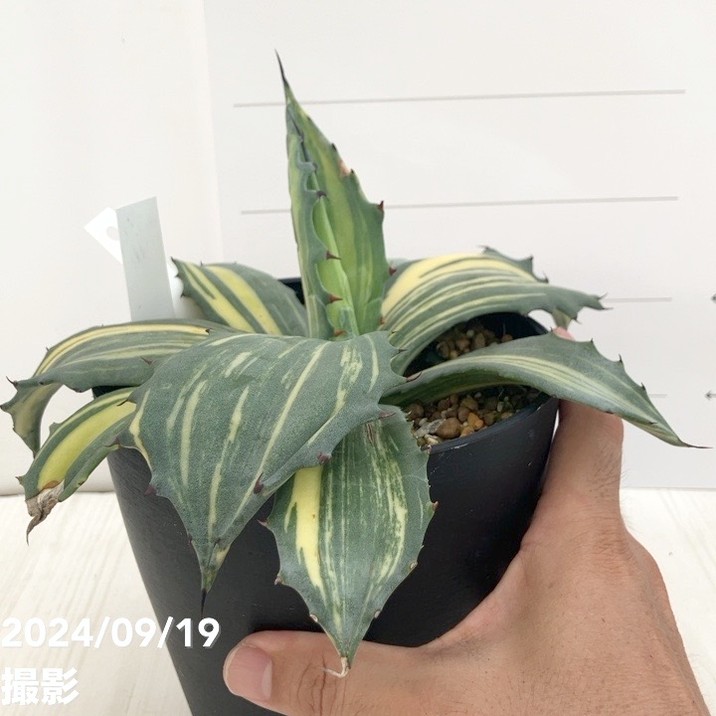 現品お届け】アガベ 5号 赤牙龍 Agave salmiana（A19）｜観葉01-D1