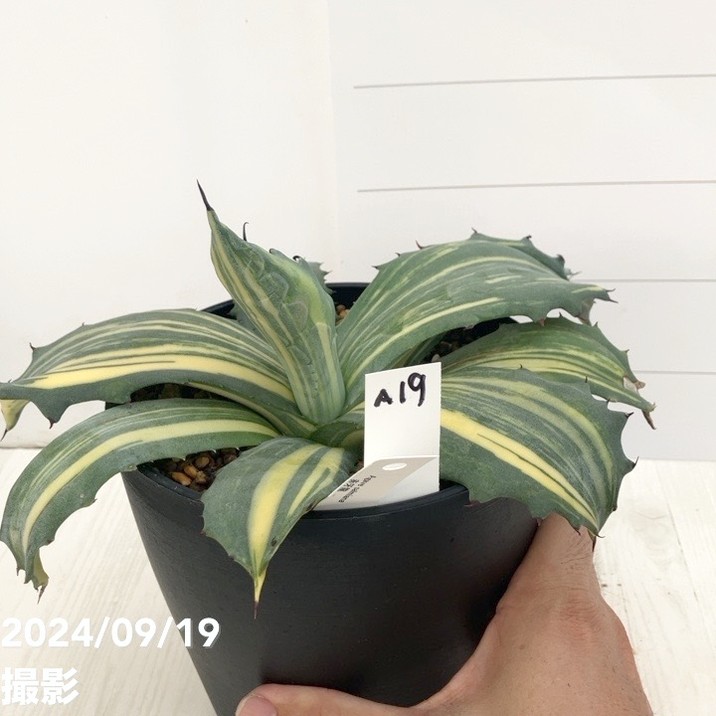 アガベ5 現品お届け】アガベ 5号 赤牙龍 Agave salmiana（A19）｜観葉01-D1