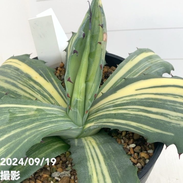 現品お届け】アガベ 5号 赤牙龍 Agave salmiana（A19）｜観葉01-D1