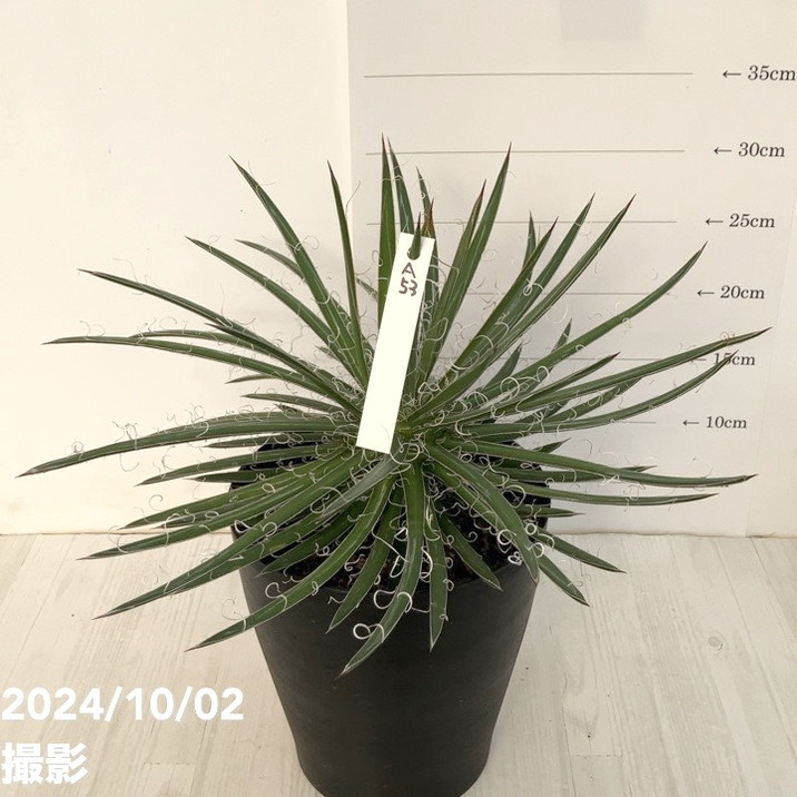 現品お届け】アガベ 6号 レオポルディ 滝の白糸（A53）｜観葉01-D1