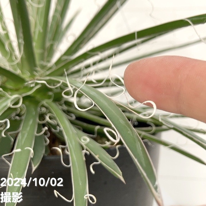 現品お届け】アガベ 6号 レオポルディ 滝の白糸（A53）｜観葉01-D1