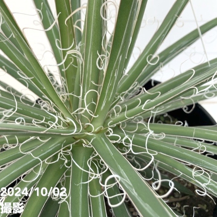 現品お届け】アガベ 6号 レオポルディ 滝の白糸（A53）｜観葉01-D1