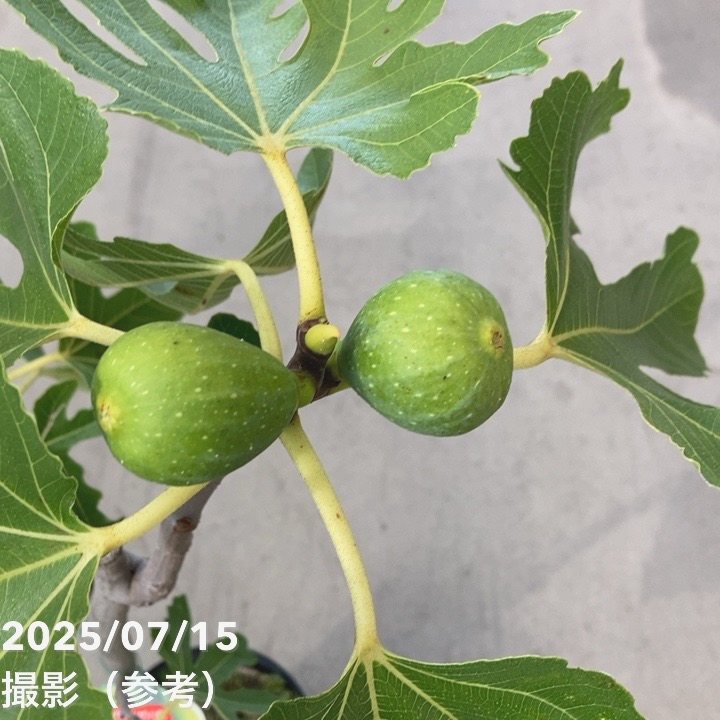 斑入りイチジク イチジクジョリータイガーは果樹？観葉植物？ | Berry&Sun