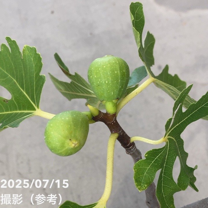 果樹 ITANSE イチジク レディーホワイト 接木 果樹の苗木 5号鉢 接木