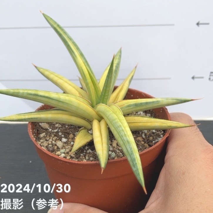 新品　観葉植物　珍しいサンスベリア　斑入り　新品　写真を今日撮ったものに変更 現品お届け】サンスベリア 3.5号 バリースター 斑入り（S104）｜観葉02