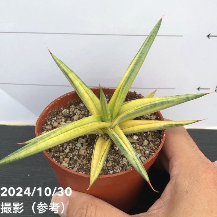 現品お届け】サンスベリア 3号 バリースター 斑入り（S106）｜観葉02