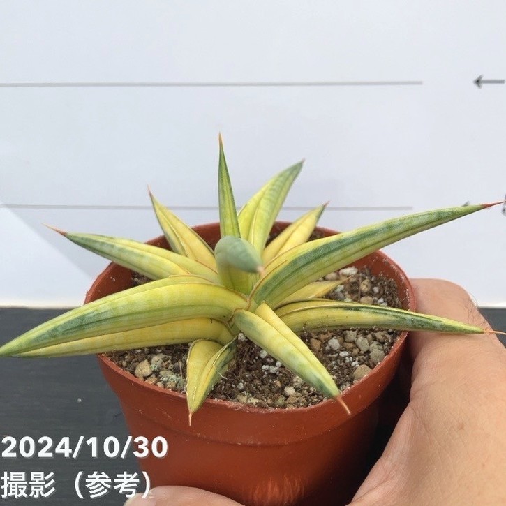 現品お届け】サンスベリア 3号 バリースター 斑入り（S106）｜観葉02