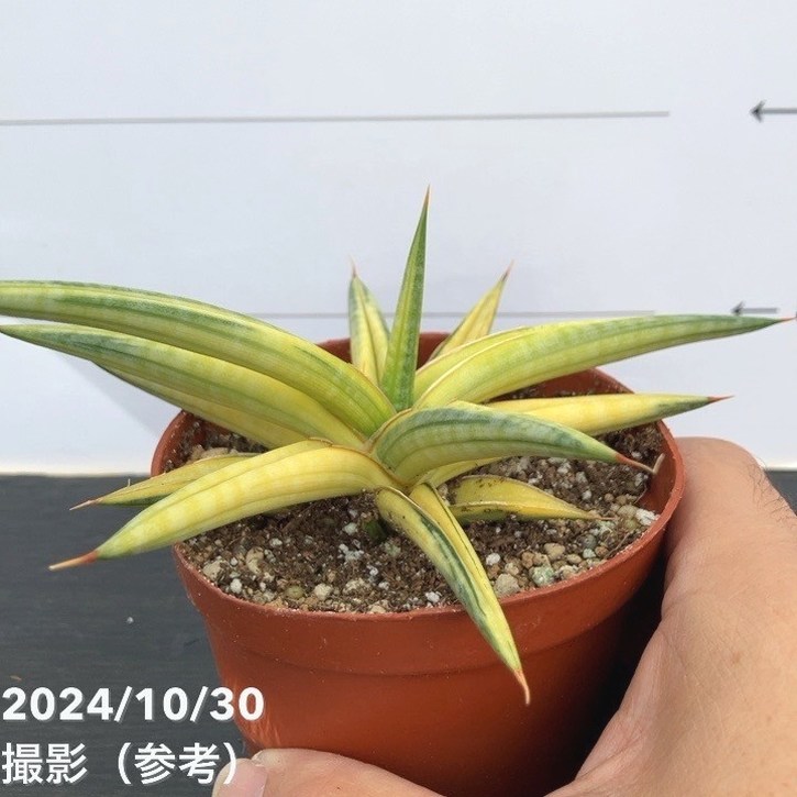 期間限定10％OFF！】【現品お届け】サンスベリア 3号 バリースター