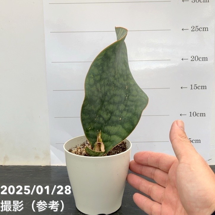 訳あり】サンスベリア 3.5号 マッソニアナ（1枚葉）白プラ鉢仕様｜観葉
