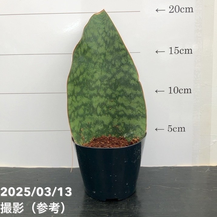 期間限定10％OFF！】サンスベリア 3号 マッソニアナ 生産鉢仕様｜観葉