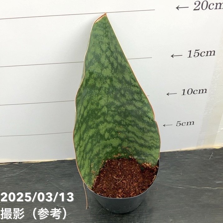 期間限定10％OFF！】サンスベリア 3号 マッソニアナ 生産鉢仕様｜観葉