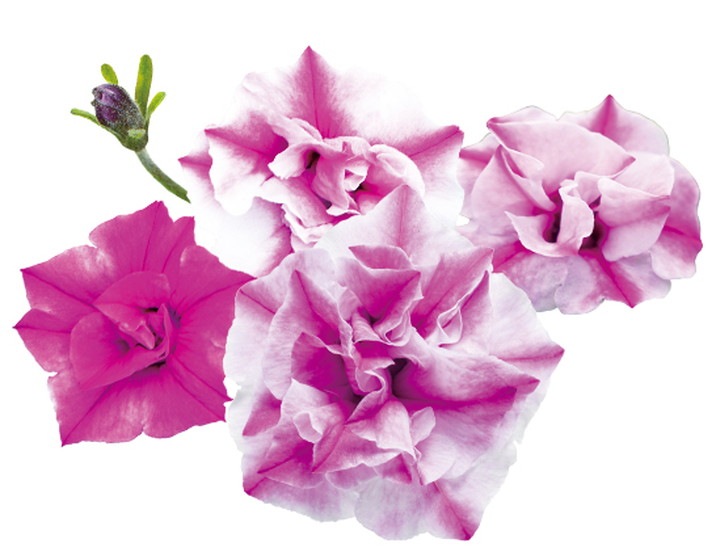 PW スーパーチュニア ロリポップ 3.5号×3株セット｜草花04-PA | 草花