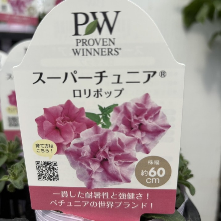 PW スーパーチュニア ロリポップ 3.5号×3株セット｜草花04-PA | 草花