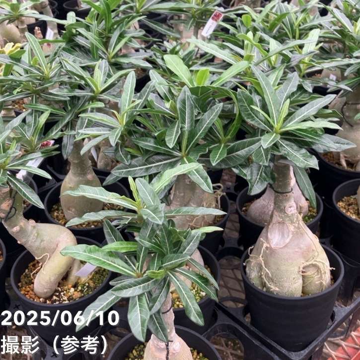 アデニウム オベスム 4号 Victoria（17）｜観葉01-D1 | 観葉・多肉