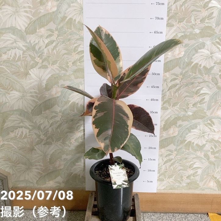 フィカス エラスティカ ルビー 6号｜観葉04-PA | 観葉・多肉,フィカス