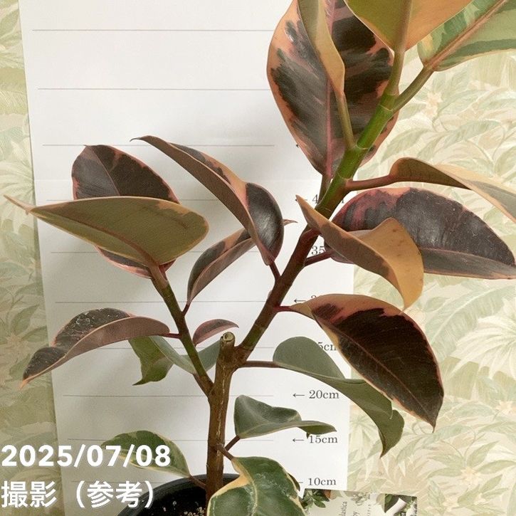 フィカス エラスティカ ルビー 6号｜観葉04-PA | 観葉・多肉,フィカス